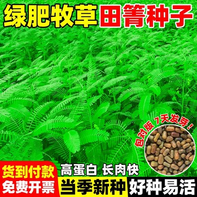 田箐种子碱菁涝豆耐涝田青盐碱土