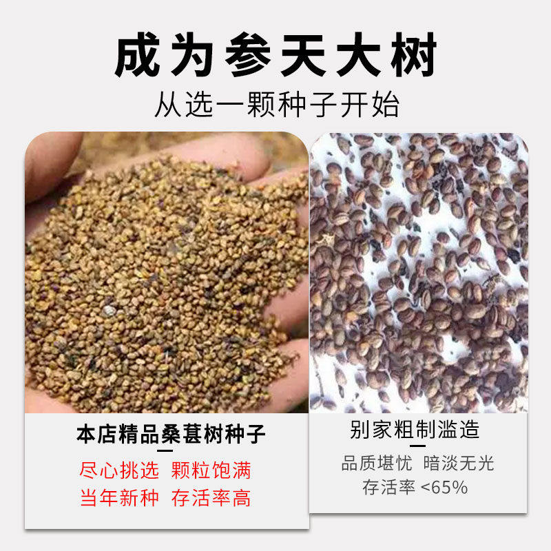 桑葚树种子果树嫁接地盆栽南北方种植大叶桑树苗桑葚树种子