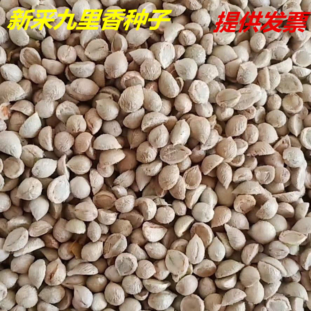 新采九里香籽种子多年生灌
