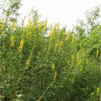 护坡灌木紫穗槐胡枝子小冠