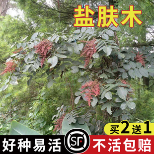 盐肤木种子护坡灌木种子蜜源树种子五倍子种子花木林木苗木种子
