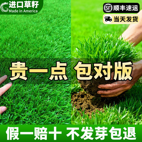草坪草籽矮生地毯草护坡四季常青