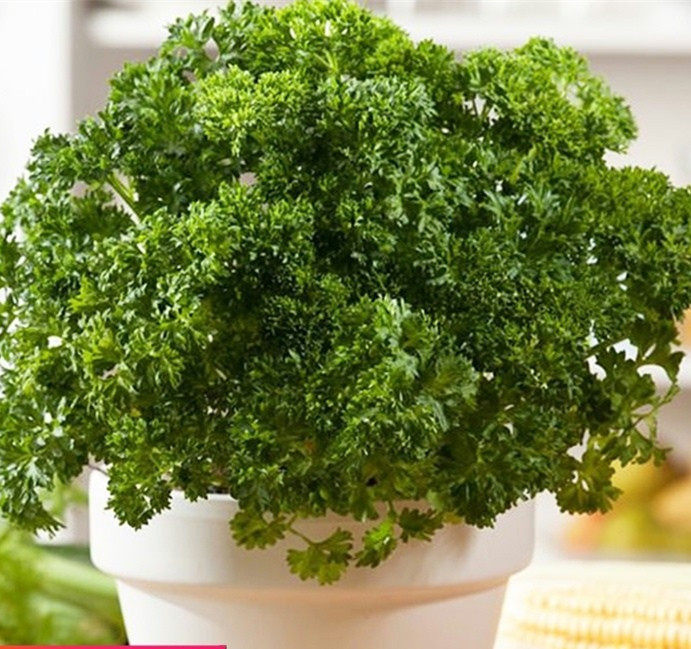 欧芹盆栽 卷叶皱叶摩西小香芹西餐料理食材新鲜四季种植香草苗
