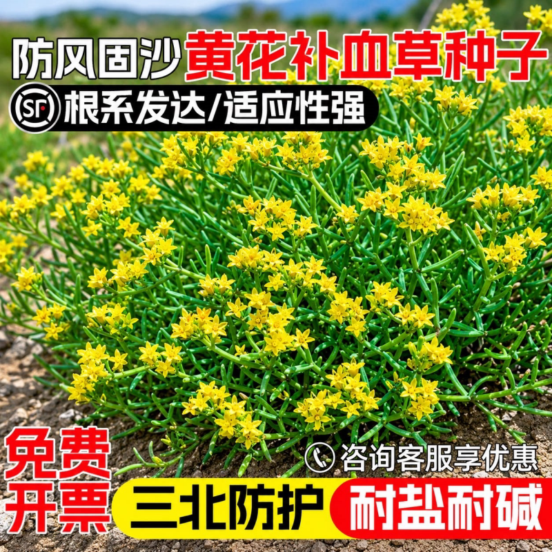 黄花补血草种子防风固沙耐旱耐贫