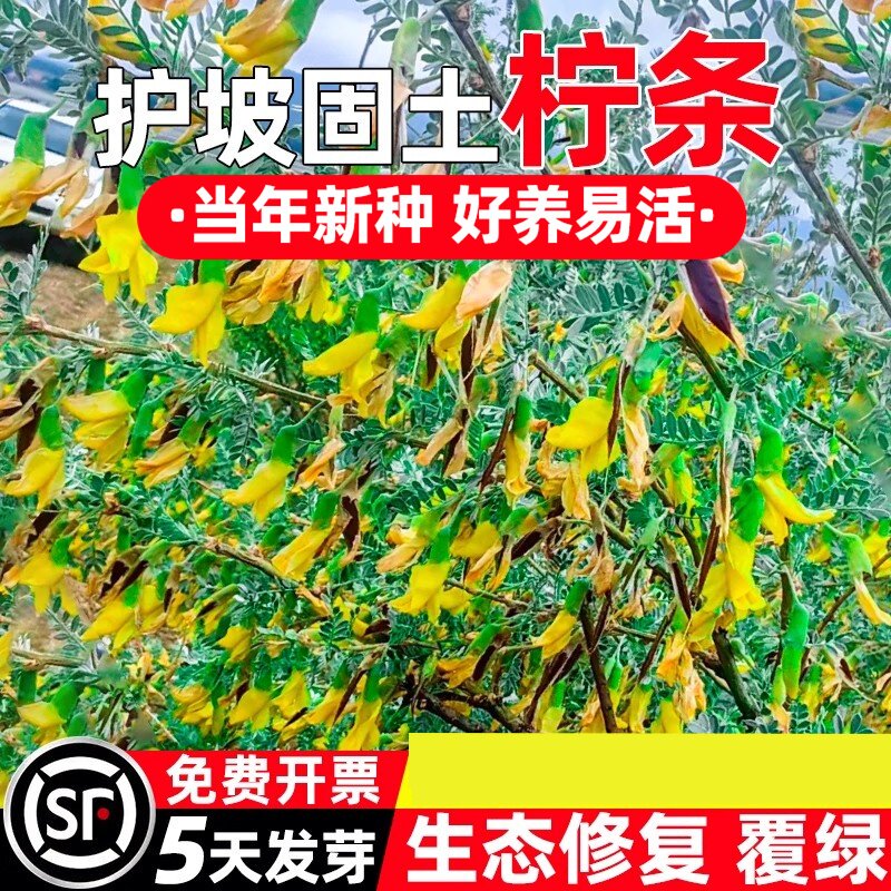柠条种子护坡固土草籽四季播种边