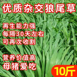 杂交狼尾草种子牧草耐旱多年生高产耐收割猪牛羊兔马鱼草种籽四季