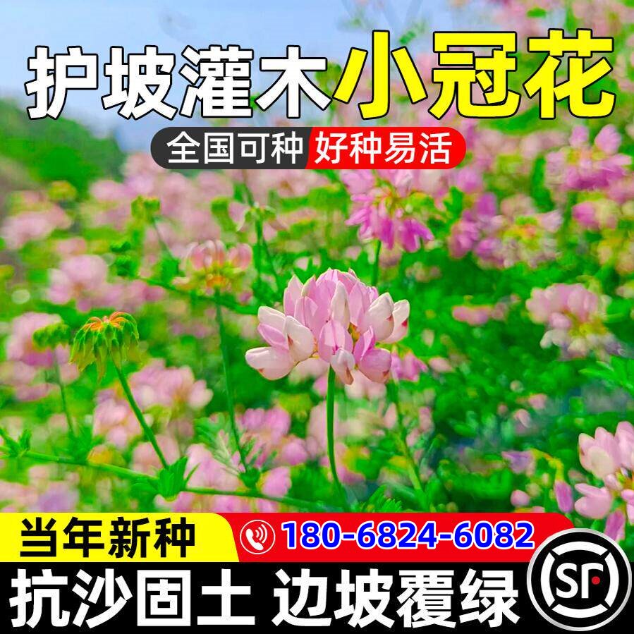 小冠花种子护坡固土草籽边坡复绿生态修复工程绿化多年生灌木种籽