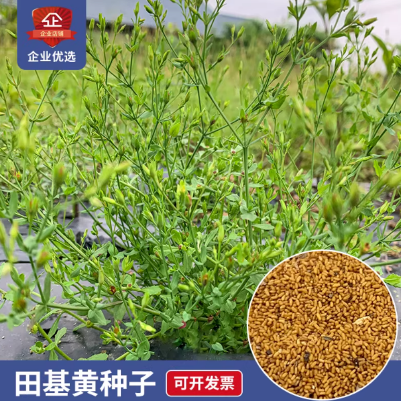 广西农家田基黄种子地耳草干品中草药材田基王农家自晒黄花草