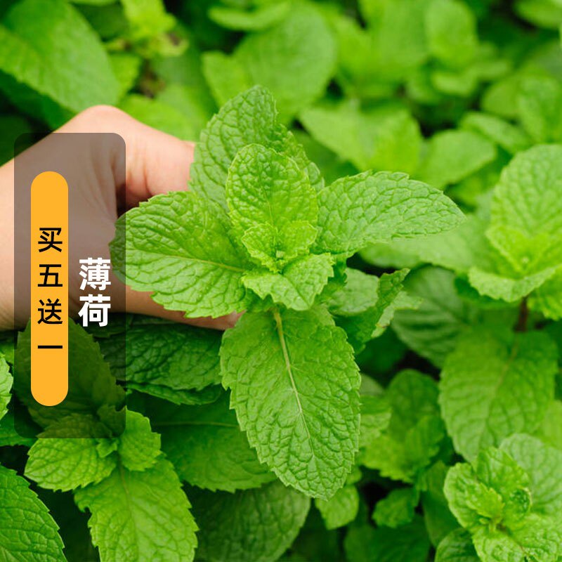 柠檬香蜂草种子可食用香水薄荷多年生香草种籽庭院阳台盆栽春秋播