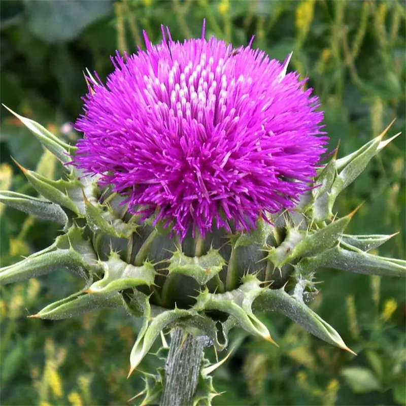 水飞蓟种子中药材奶蓟老鼠筋水飞雉 沙滩地护肝植物籽适合盐碱地
