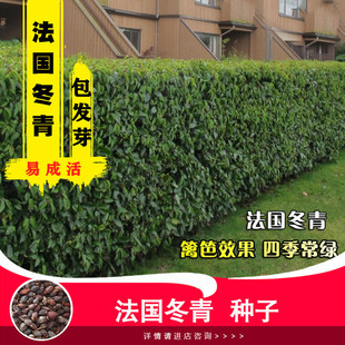 法国冬青种子冬青树种子卫矛种子大叶冬青小叶冬青苗种子红果冬青