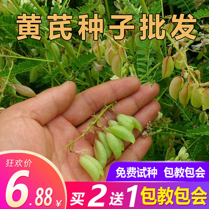 黄芪种子中药材籽500克特