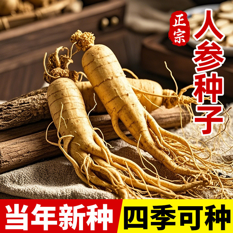 人参种子长白山野山参种子四季