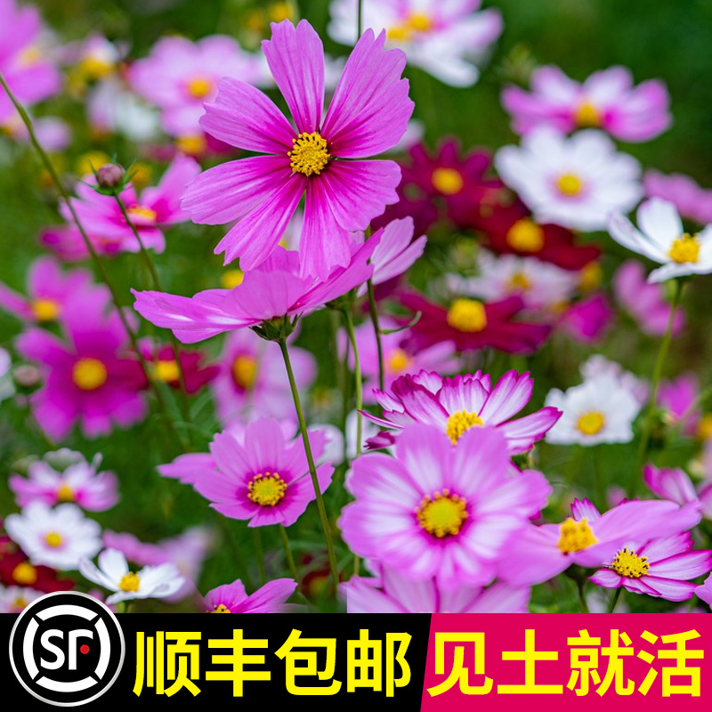 波斯菊花种子格桑籽七彩四季