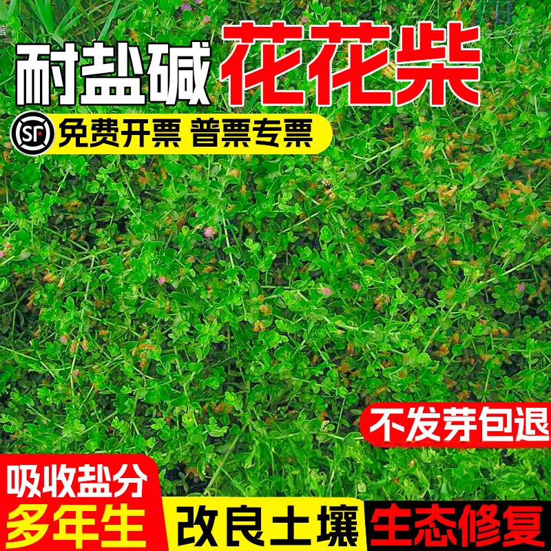 花儿柴胖姑娘草种子多年生盐碱地