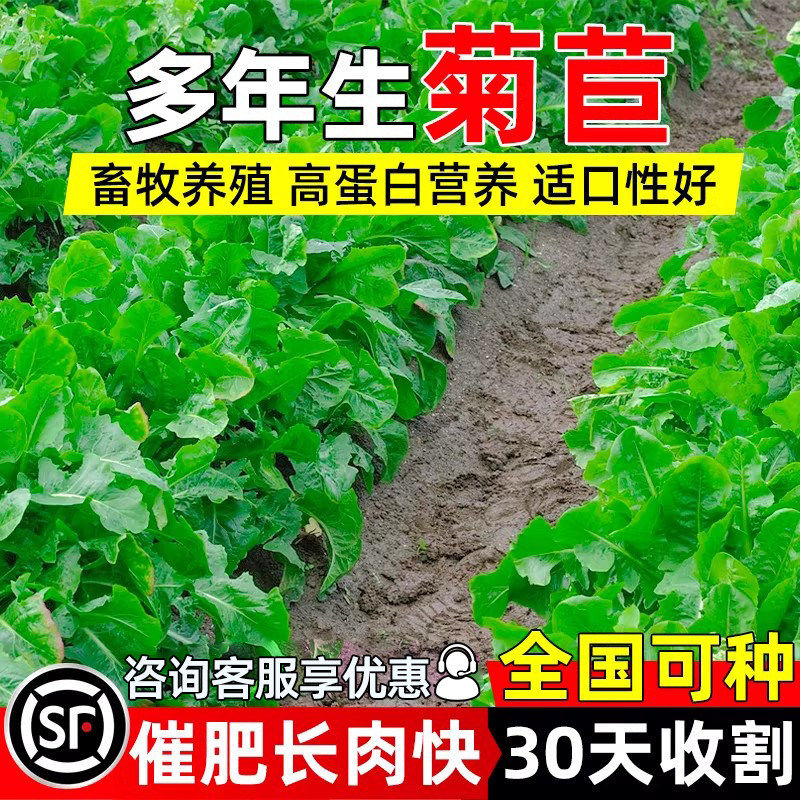 菊苣种籽四季养殖牧草
