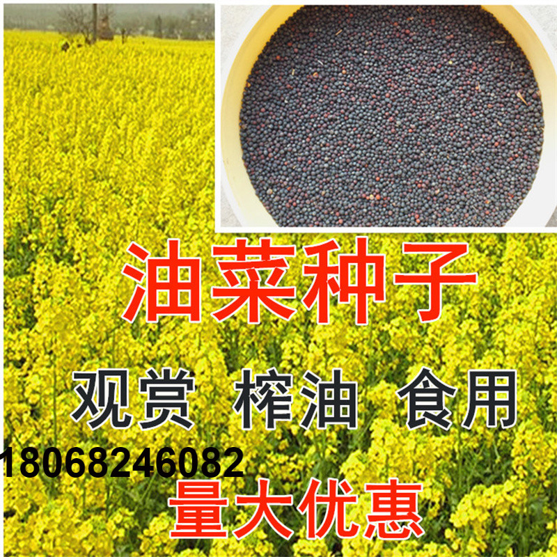 高产油菜种子绿化榨油原料油菜种子非转基因油菜籽观赏油菜花种子-封面