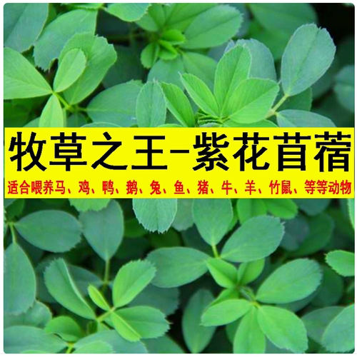 紫花苜蓿草种籽多年生高产养殖喂羊牛鸡鸭鹅草鱼牧草种子牧草四季