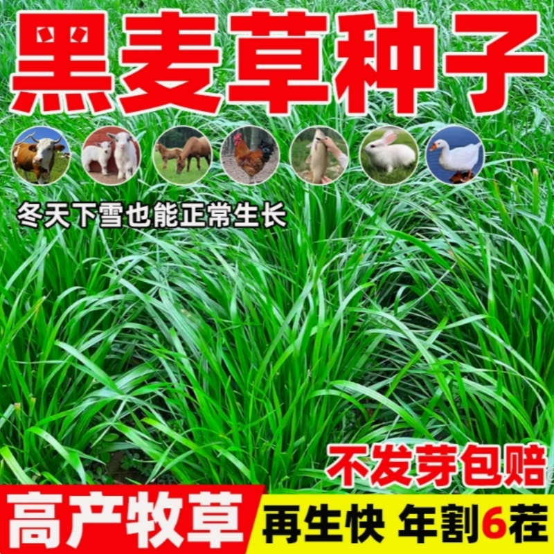 黑麦草种子多年生四倍体牧草草籽耐寒高产鸡鸭鹅喂养四季草种籽孑