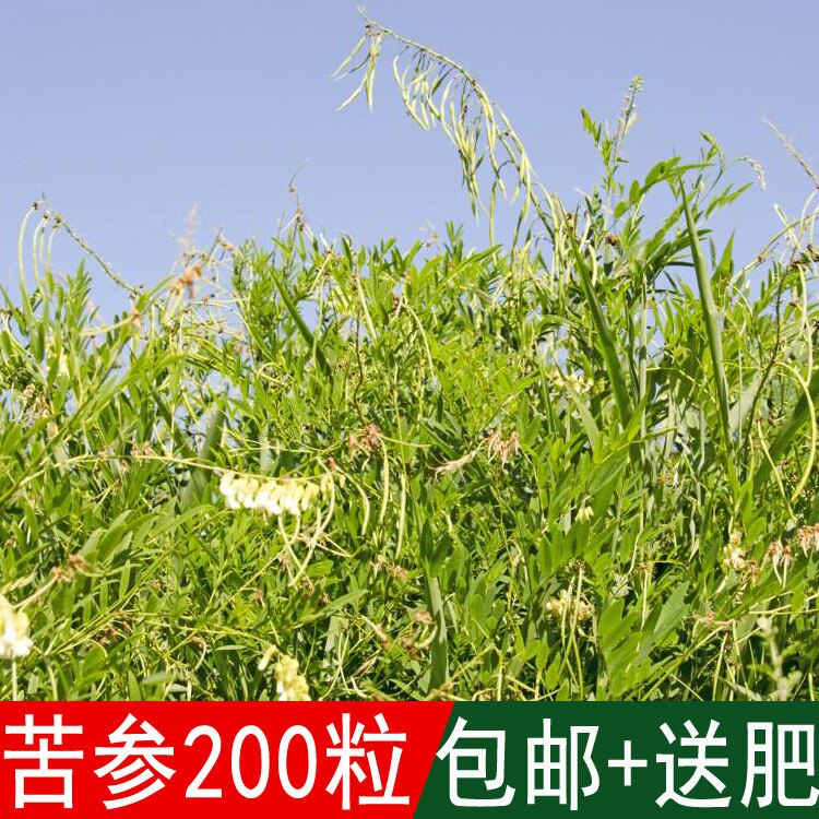 出售药材种籽 中草药种 苦参种子 别名 地槐好汉枝山槐子野槐种子