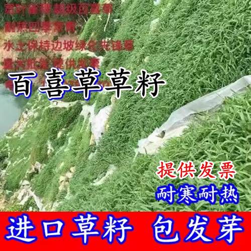 进口百喜草籽宽叶雀裨种子