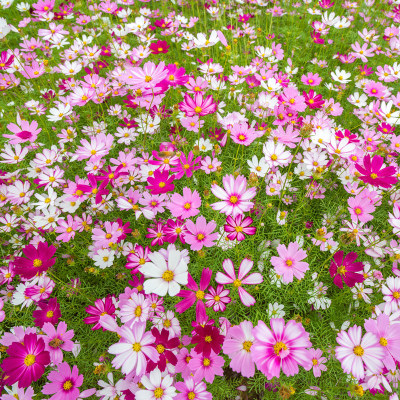 波斯菊花种子格桑籽七彩四