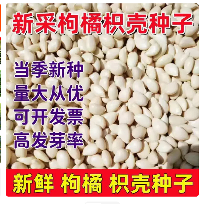 23年新采枸橘种子枳壳籽桔积