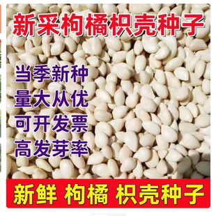 23年新采枸橘种子枳壳种籽子枸桔积壳树苗嫁接砧木香橙红桔橘篱笆