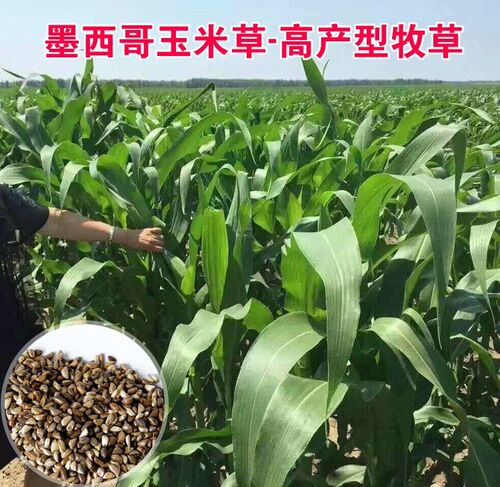 墨西哥玉米草种牧籽四季养殖