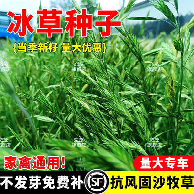 扁穗冰草籽抗风沙耐盐碱护坡固土