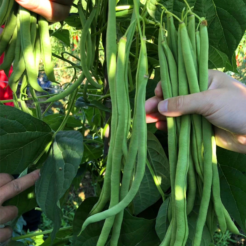 无筋豆种孑四季豆种籽蔬菜大全无丝豆豆角种子高产爬藤架豆王豆角