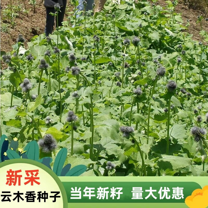 云木香种子广兴瞿草具特