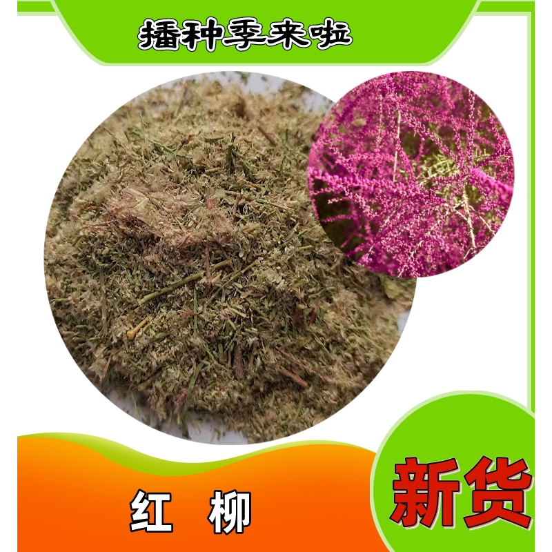红柳怪林灌木种子行道绿化