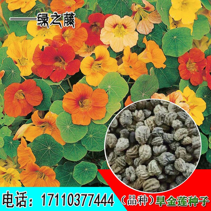 旱金莲种子垂吊旱荷花阳台盆栽地栽庭院草花种子易活包邮