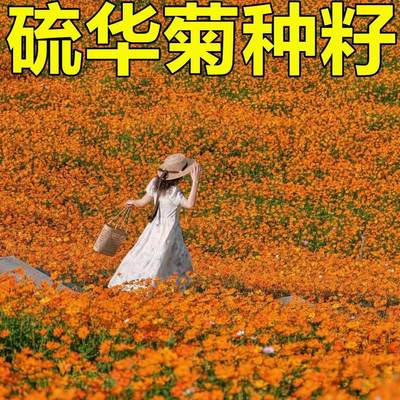 硫化菊花种籽子波斯菊黄秋英硫华菊花籽四季播种开花易种活耐贫瘠