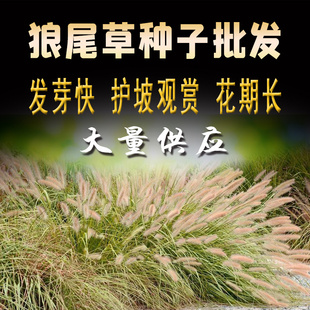 狗尾巴草种子牧草护坡观赏狼尾草种子 美观四季易种芮草种子