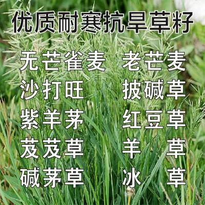 无芒雀麦种子沙打旺碱茅草