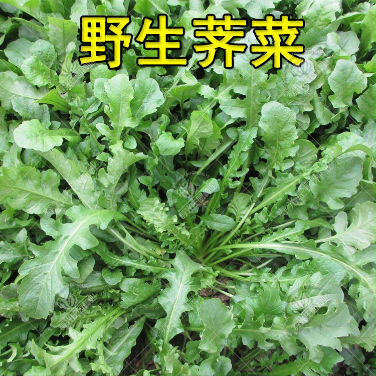 大叶野生荠菜种籽种子孑菜籽籽种蒲公英苗地菜马齿苋四季野菜蔬菜