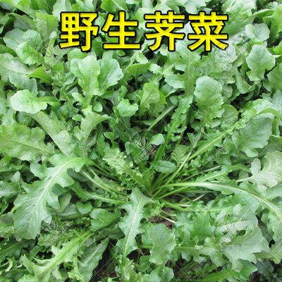 大叶野生荠菜种籽种子孑菜籽籽种蒲公英苗地菜马齿苋四季野菜蔬菜