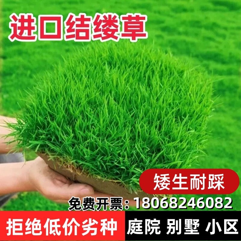 草坪种子进口结缕草日本结缕草矮生耐踩四季常青庭院别墅草皮籽孑