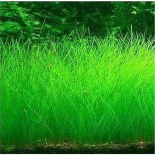 水族箱鱼缸造景水草种子 迷你矮珍珠种子金鱼草伊乐藻 牛毛草种子