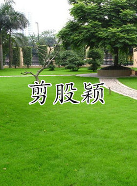 四季青长不高免修剪股颖草坪