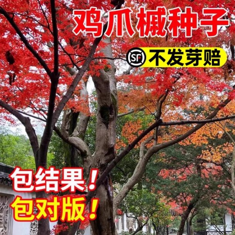小叶鸡爪槭种子原生小叶鸡爪枫树种庭院风景树四季常青绿化种子