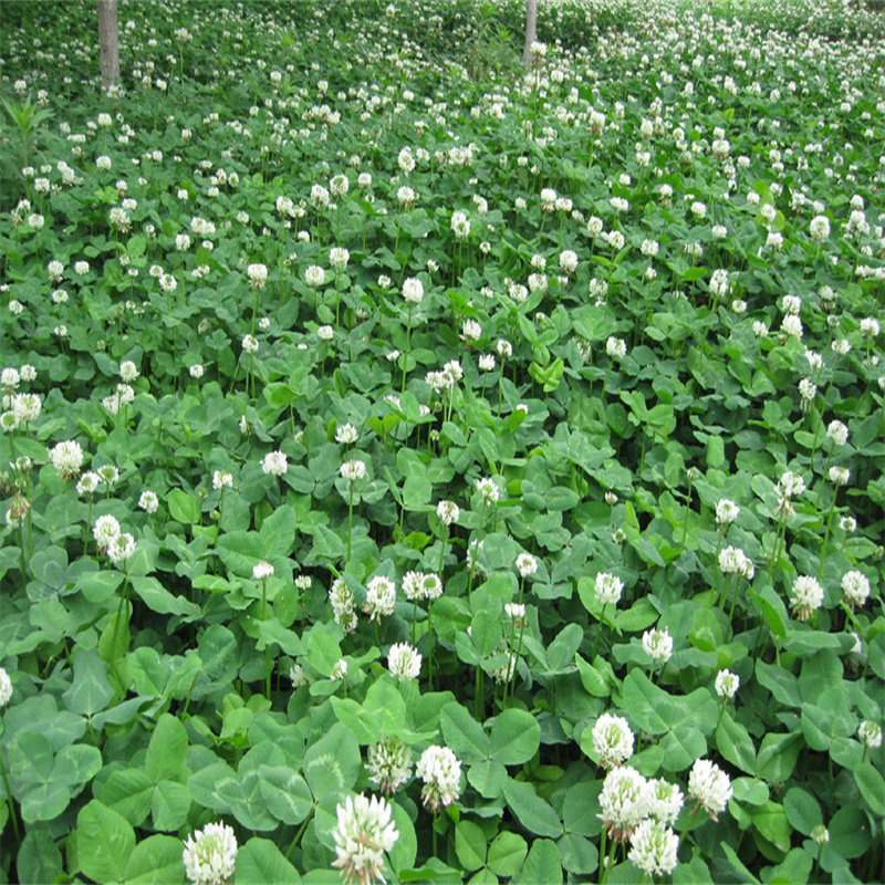白花三叶草种子 红花三叶草种子绿化草籽紫花苜蓿种子 白三叶草