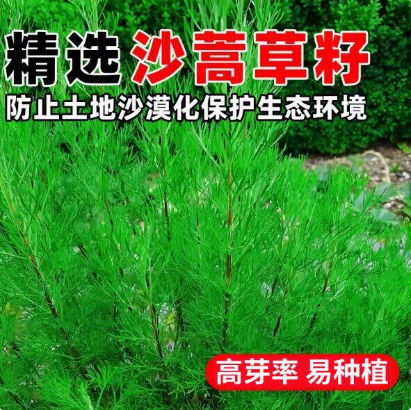 野生沙蒿种子多年生抗风沙牧草种