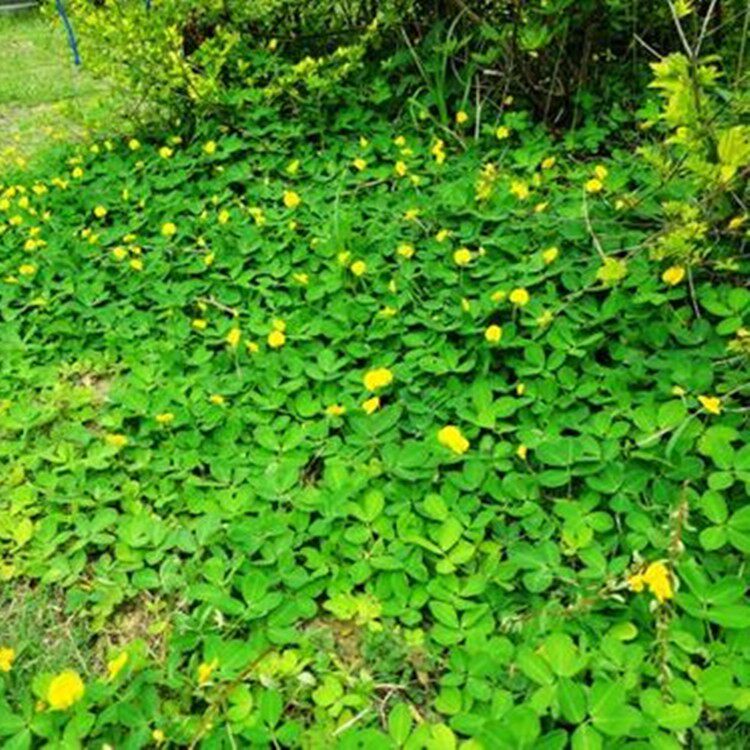 巴西花生藤种子工程绿化护坡草花草落地花生蔓花生草坪遍地黄金籽