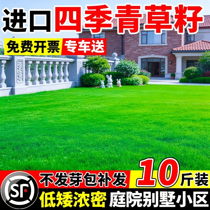 四季青草籽多年生免修剪小区公园