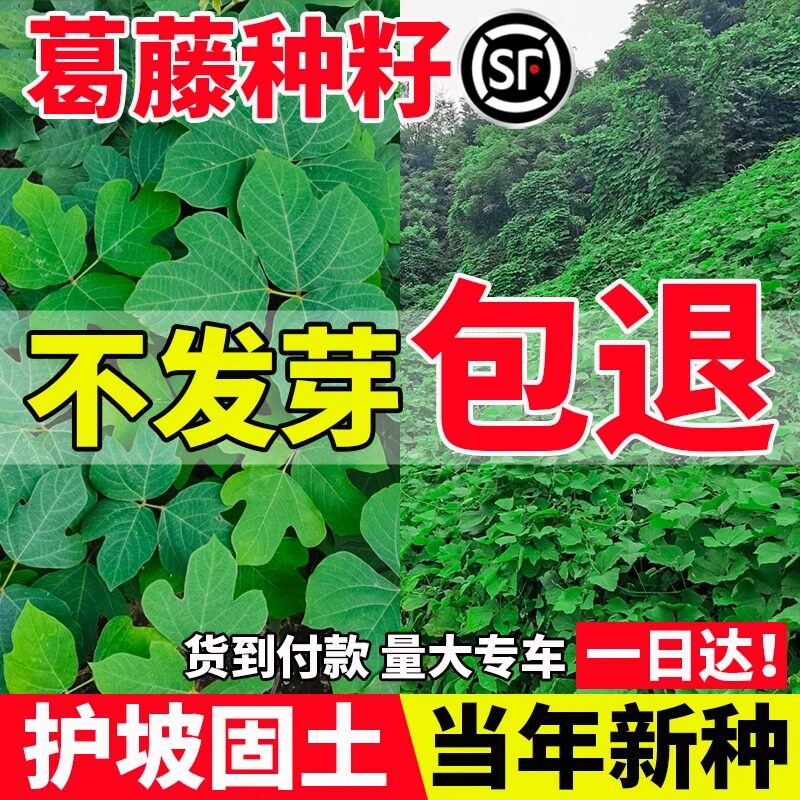 葛藤种籽藤本油麻藤爬山虎牵牛花边坡矿山绿化护坡爬藤植物草种子
