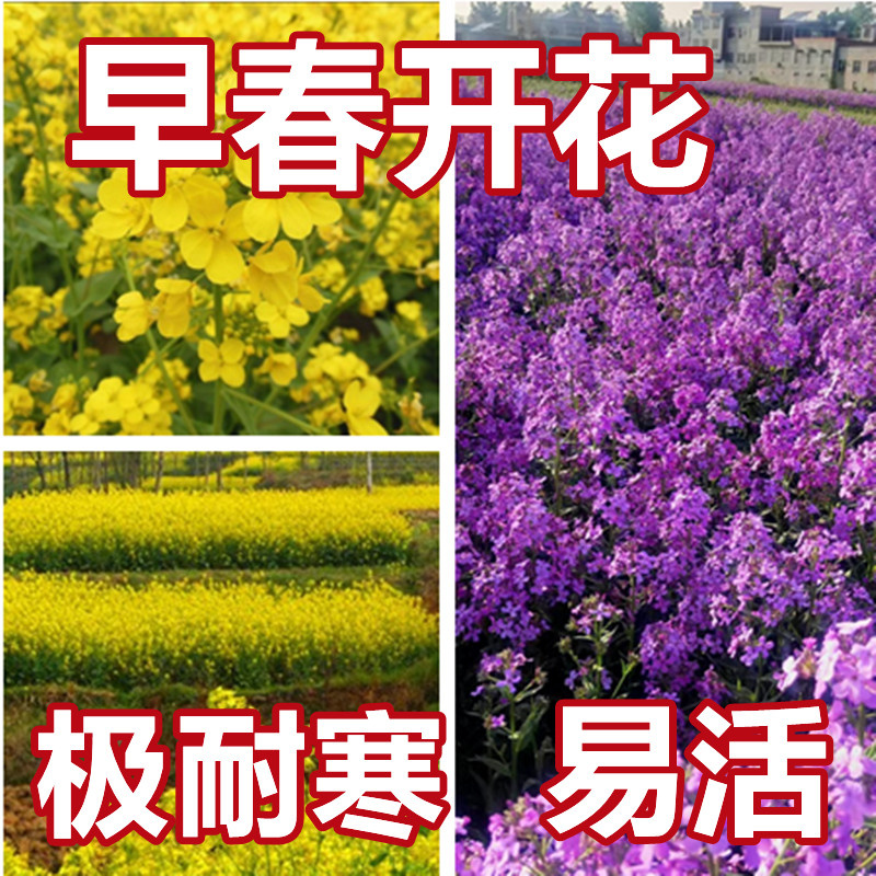 紫色油菜花种子 易活耐寒秋季种植野生福禄考早春开花蓝香芥花籽