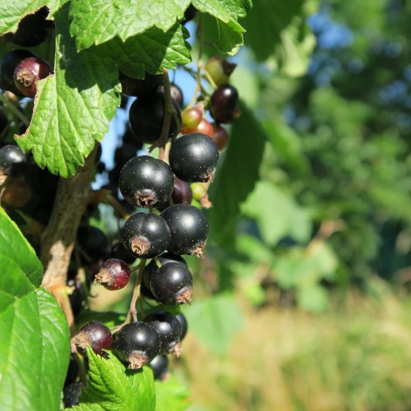 黑加仑苗黑醋栗盆栽苗东北耐寒醋栗苗四季可移栽庭院阳台种植浆果